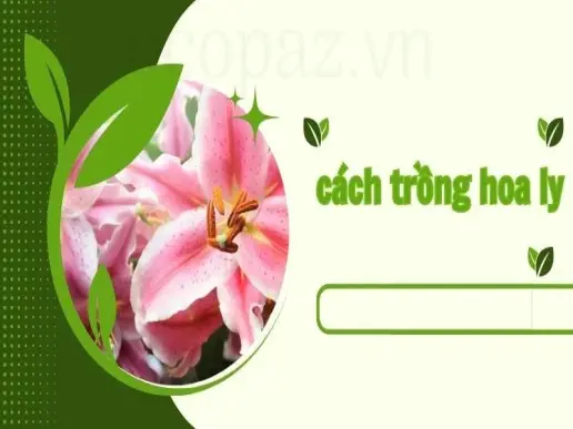 Cách trồng hoa ly tại nhà - Hướng dẫn chi tiết dễ làm