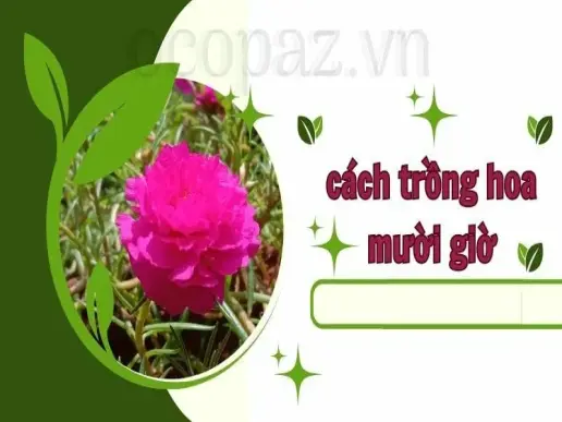 Cách trồng hoa mười giờ - Hướng dẫn chi tiết và dễ làm