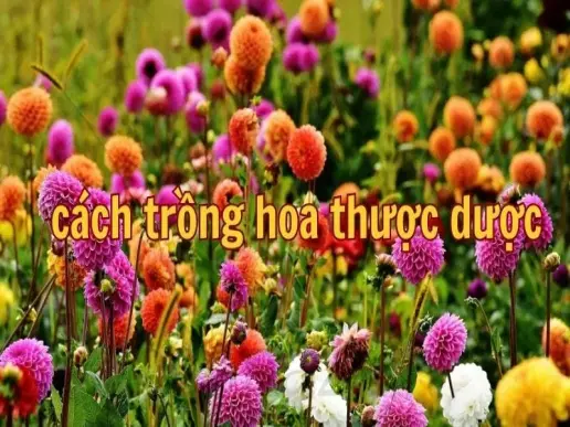 Cách trồng hoa thược dược đẹp tại nhà cho hoa nở rực rỡ