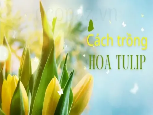 Cách trồng hoa tulip đơn giản và hiệu quả tại nhà