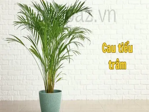 Hướng dẫn chăm sóc cây cau tiểu trâm để phát triển tốt