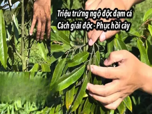 Cách nhận diện cây bị ngộ độc đạm - Từ triệu chứng đến giải pháp