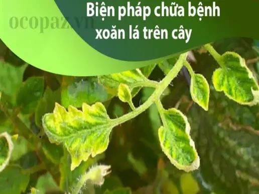 Cây bị xoăn đọt - Dấu hiệu nhận biết và phương pháp điều trị