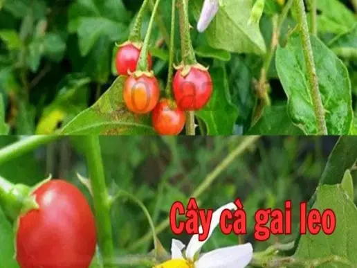 Công dụng và cách trồng cây cà gai leo hiệu quả