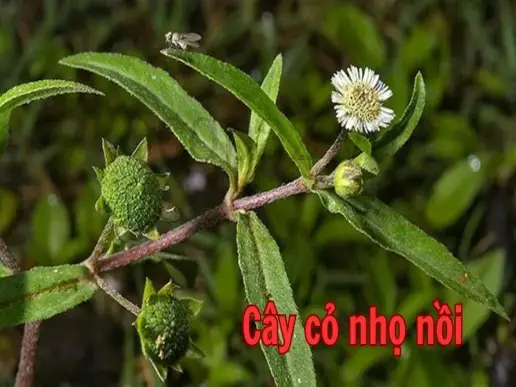 Tìm hiểu về cây cỏ nhọ nồi và công dụng tuyệt vời