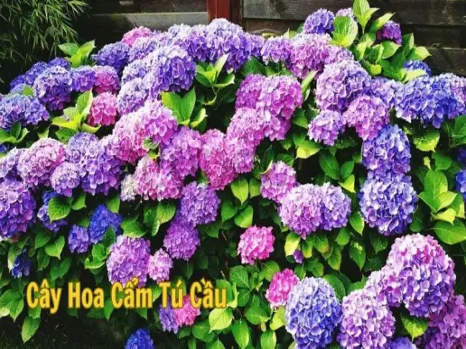 Hướng dẫn chăm sóc và trồng cây hoa cẩm tú cầu tại nhà