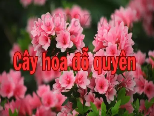 Hướng dẫn trồng và chăm sóc cây hoa đỗ quyên đơn giản