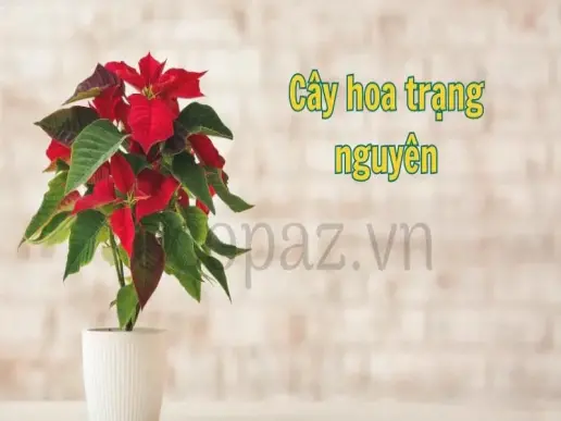 Cây hoa trạng nguyên - Tìm hiểu và chăm sóc đúng cách