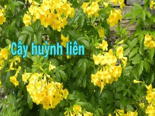 Cây huỳnh liên - Đặc điểm và cách chăm sóc hiệu quả