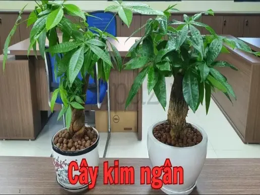 Cây kim ngân - Ý nghĩa phong thủy và cách chăm sóc