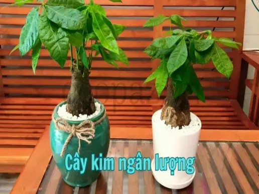 Cây kim ngân lượng - Biểu tượng của tài lộc và may mắn