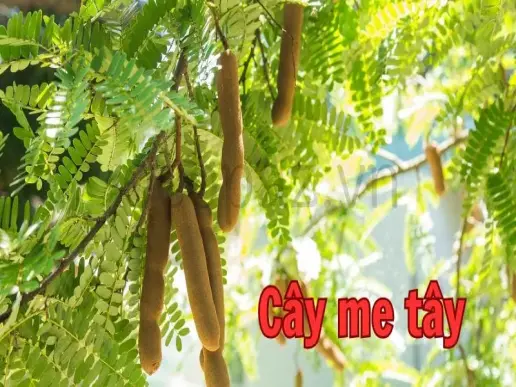 Cây me tây - Đặc điểm, công dụng và cách trồng hiệu quả