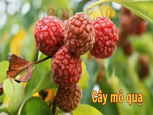 Tìm hiểu về cây mỏ quạ - Công dụng và cách sử dụng