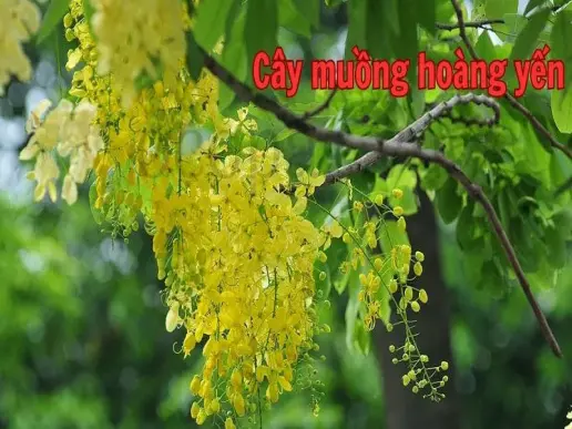 Cây muồng hoàng yến - Vẻ đẹp và lợi ích của loài cây