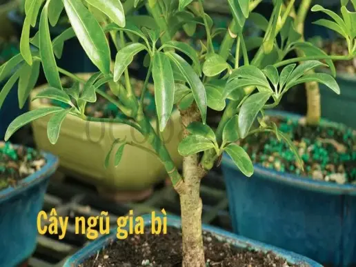 Cây ngũ gia bì - Cây cảnh phong thủy cho không gian sống