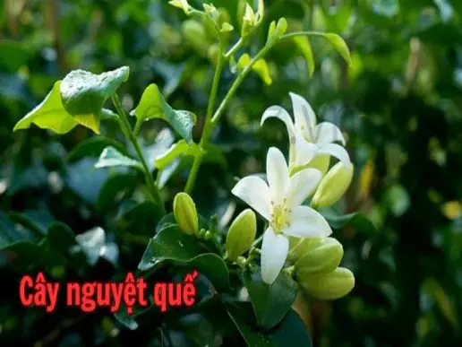 Cây nguyệt quế - Biểu tượng của sự chiến thắng