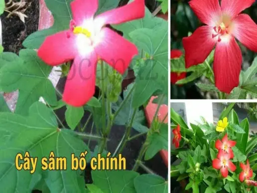 Cây sâm bố chính - Công dụng, cách trồng và chăm sóc hiệu quả