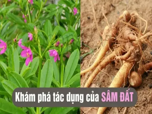 Cây sâm đất - Tác dụng và cách sử dụng hiệu quả