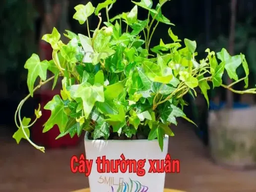 Cây thường xuân - Biểu tượng của sự bền bỉ