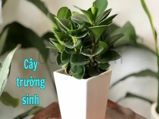 Cây trường sinh - Lựa chọn hoàn hảo cho văn phòng làm việc