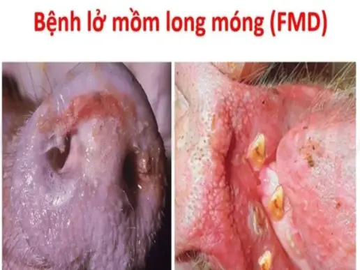 Hướng dẫn xử lý khi phát hiện heo bị lở mồm long móng