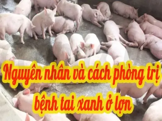 Phương pháp điều trị heo bị tai xanh an toàn và hiệu quả