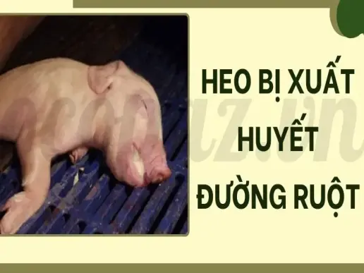 Heo bị xuất huyết đường ruột - Triệu chứng nhận biết sớm