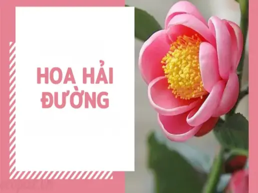 Hoa hải đường - Những điều cần biết để cây ra hoa đúng dịp