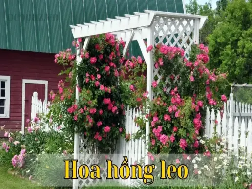 Giới thiệu các giống hoa hồng leo đẹp nhất hiện nay