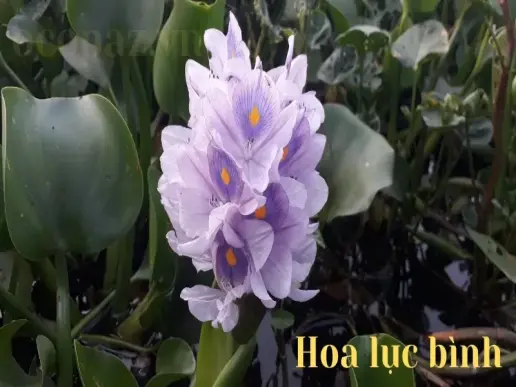 Hoa lục bình - Ý nghĩa và biểu tượng trong văn hóa Việt Nam