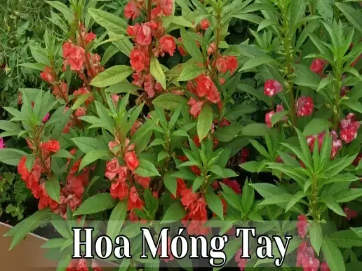 Tìm hiểu về hoa móng tay - Đặc điểm, cách trồng và chăm sóc