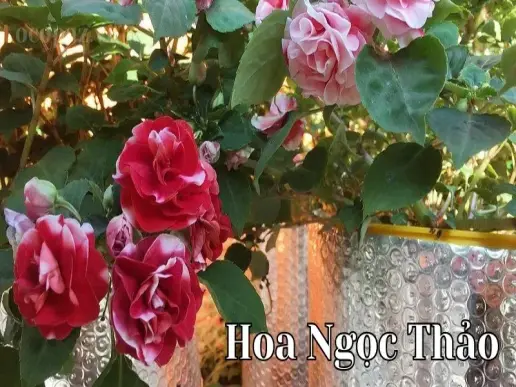 Hoa ngọc thảo - Ý nghĩa và cách trồng đơn giản tại nhà