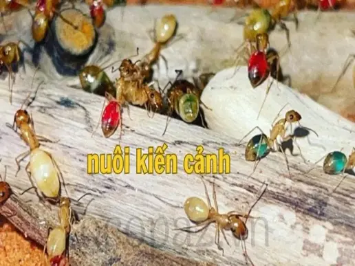 Nuôi kiến cảnh - Hướng dẫn chi tiết cho người mới bắt đầu