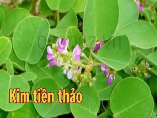 Công dụng và cách dùng kim tiền thảo trong điều trị bệnh