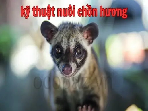 Kỹ thuật nuôi chồn hương hiệu quả cho người mới bắt đầu