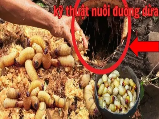 Kỹ thuật nuôi đuông dừa hiệu quả và đơn giản