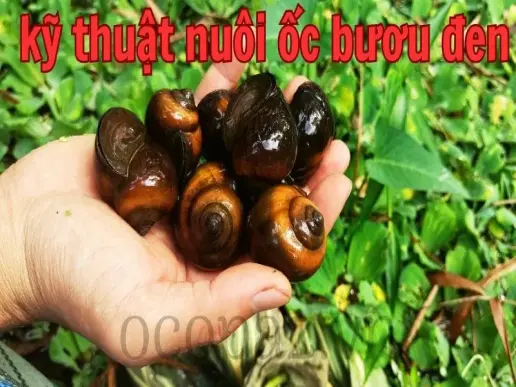 Kỹ thuật nuôi ốc bươu đen hiệu quả để tăng năng suất