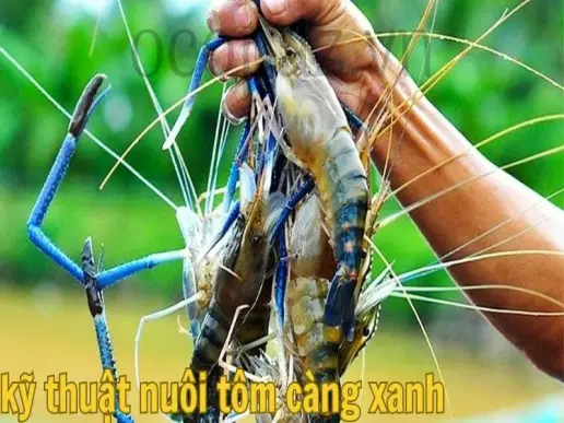 Kỹ thuật nuôi tôm càng xanh hiệu quả dễ thực hiện