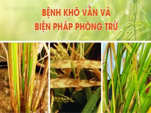 Giải pháp bền vững để đối phó với hiện tượng lúa bị khô vằn