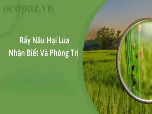 Rầy nâu gây hại cho lúa - Dấu hiệu nhận biết và phương pháp điều trị