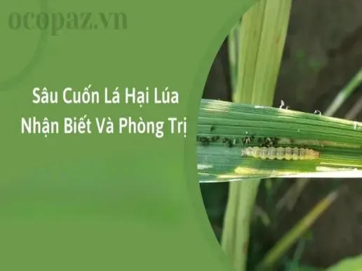 Sâu cuốn lá - Nguyên nhân gây hại đến năng suất lúa và cách phòng ngừa