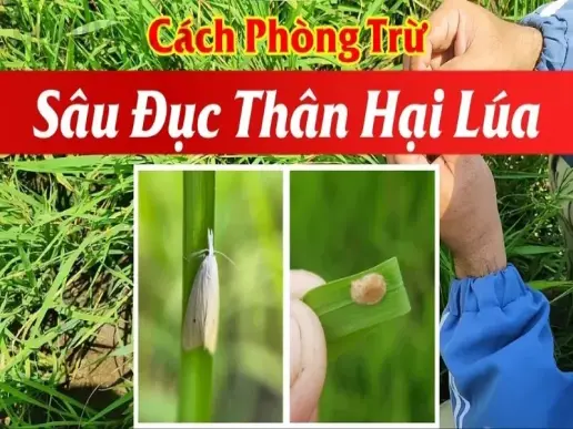 Lúa bị sâu đục thân - Những dấu hiệu cảnh báo bạn cần biết