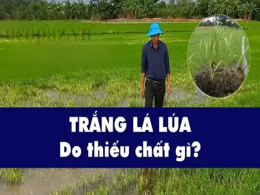 Lúa bị trắng lá - Nguyên nhân, dấu hiệu và cách khắc phục hiệu quả