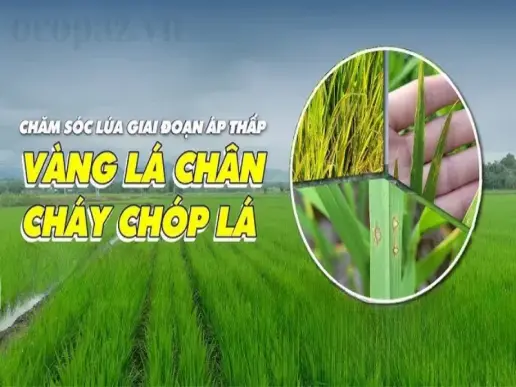 Lúa bị vàng chóp lá - Dấu hiệu nhận biết và biện pháp phòng trừ