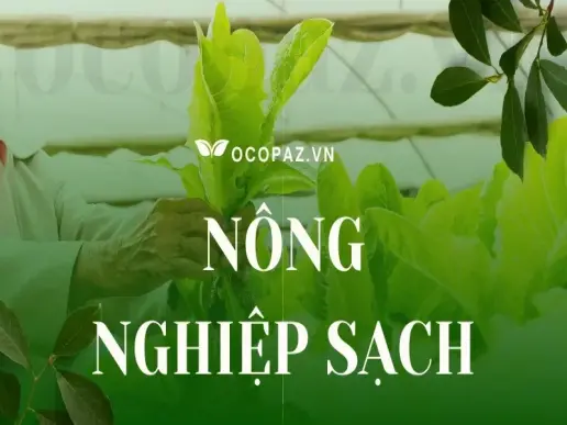 Nông nghiệp sạch là gì? Tầm quan trọng của việc canh tác sạch