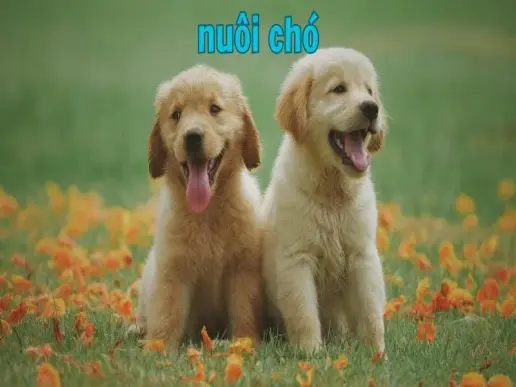 Kỹ thuật nuôi chó khỏe mạnh và hạnh phúc