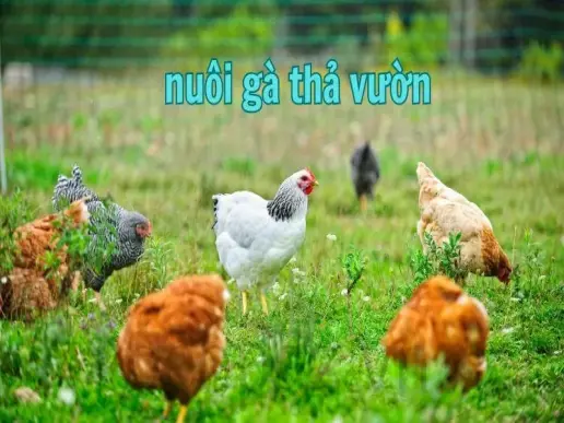 Nuôi gà thả vườn - Kỹ thuật đơn giản và hiệu quả