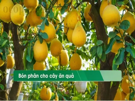 Cách chọn phân bón cho cây ăn quả giúp tăng năng suất