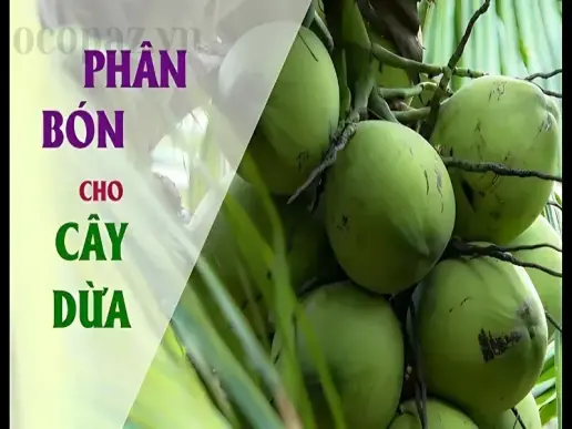 Phân bón cho cây dừa - Bí quyết để cây dừa sinh trưởng mạnh mẽ