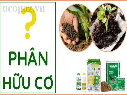 Phân bón hữu cơ là gì? Cách chọn loại phân phù hợp nhất